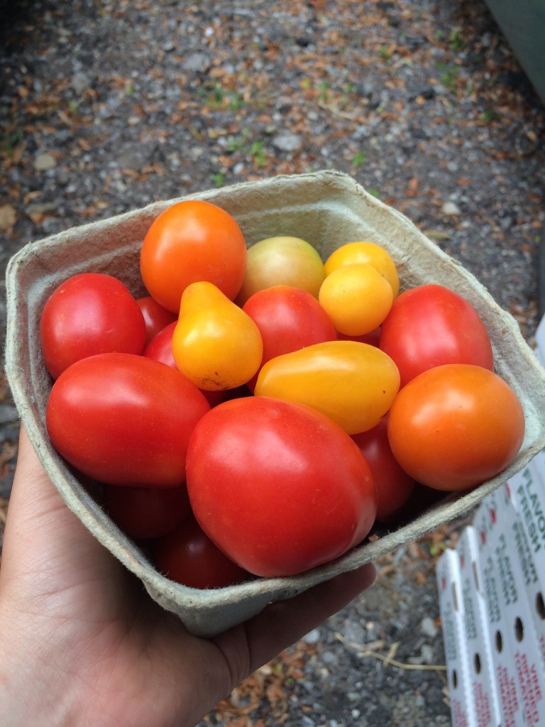 Fall-Farm-Morris-Tomatoes