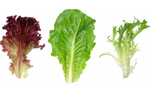 Lettuces Lettuces