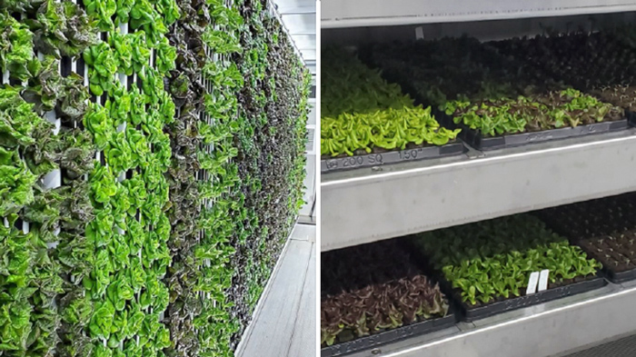 Wall of greens plus starter trays ready for transplant in Rob and Joan Flander’s farm Corner Greens | sustainable farming
