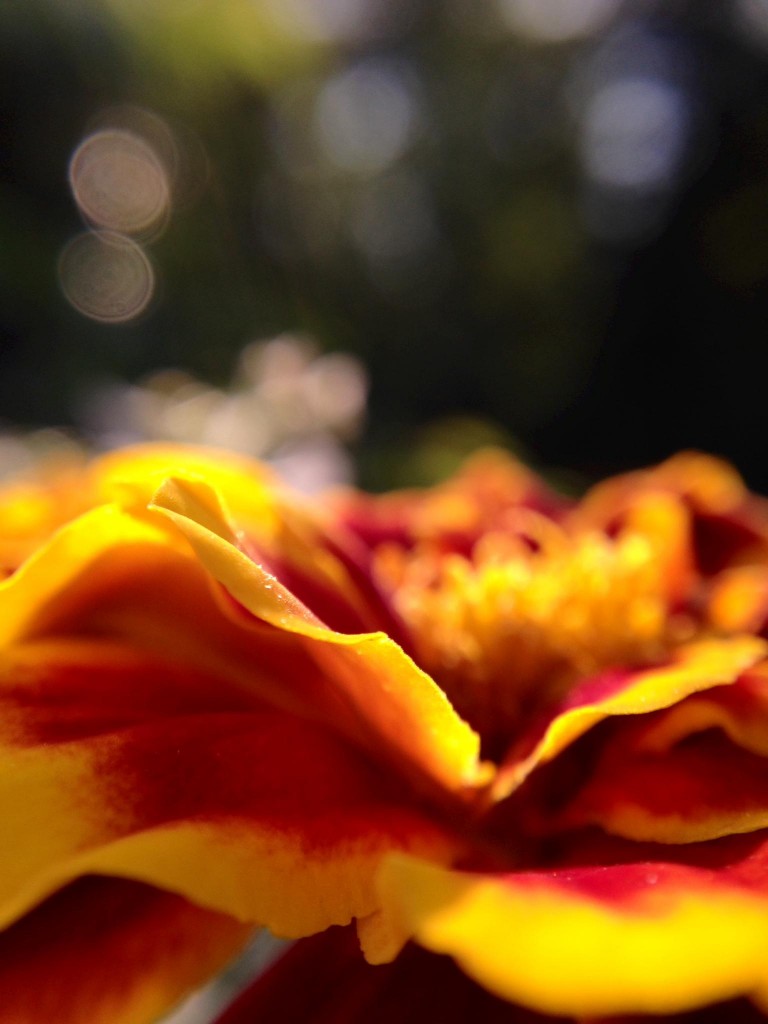 olloclip-lens
