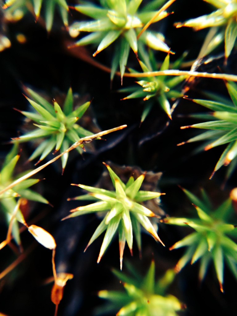 olloclip-lens
