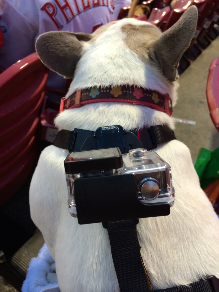 bark-in-the-park-verizon-gopro