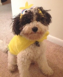 harry-halloween-dog