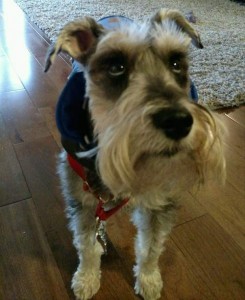 droid-turbo-review-dog