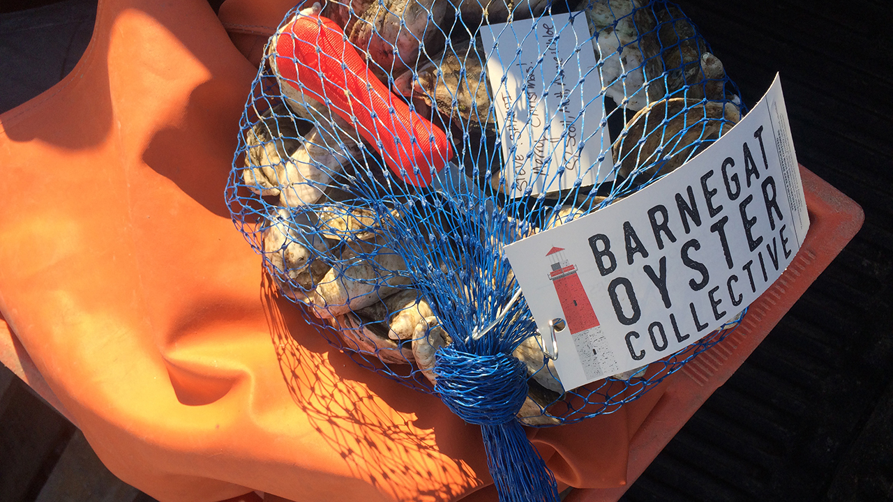 Barnegat Oyster bag