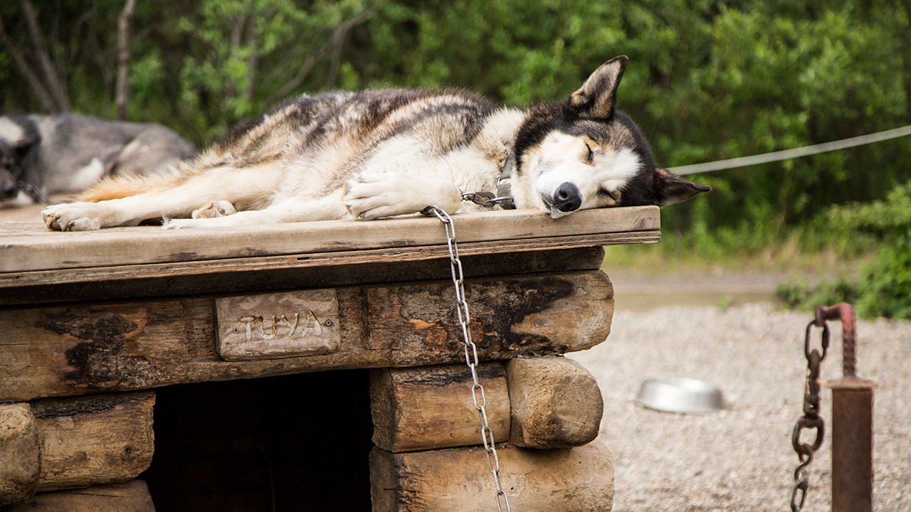 Huskie on top of log dog house