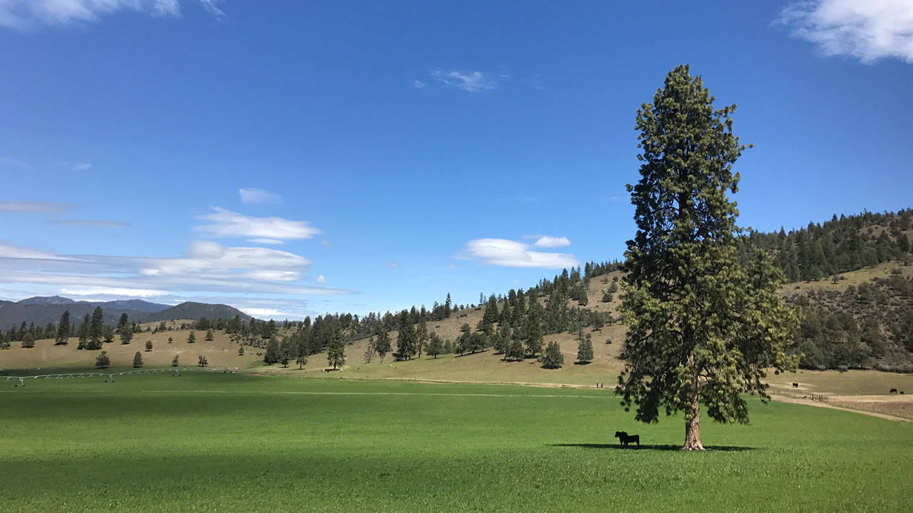 Tree on the ranch