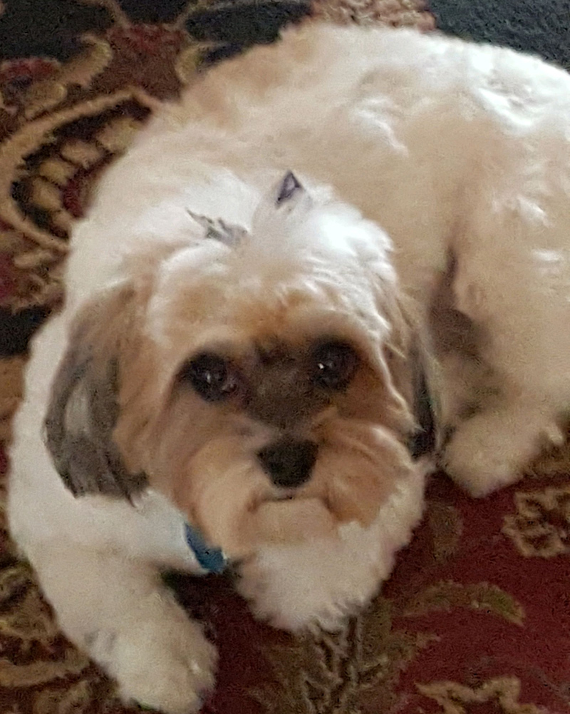Image of Shih Tzu, Molly.