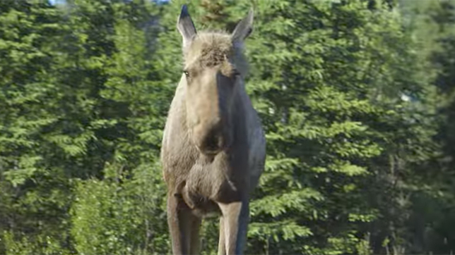 Sounds of Denali