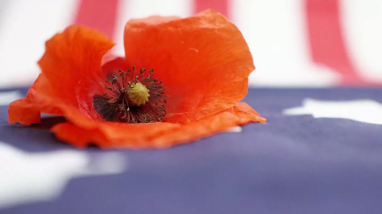 Tami - Veterans Day