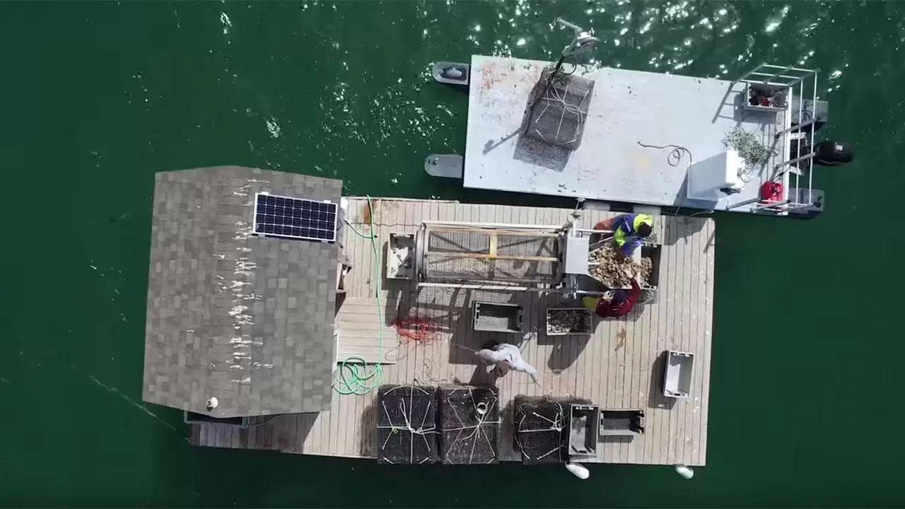 Making food safer, one oyster at a time: Ag Tech in Action Ward Aquafarm
